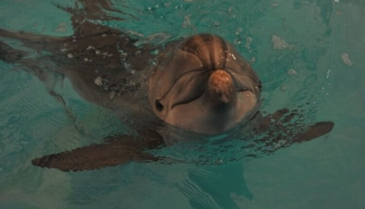    Фото: Центр реабилитации дельфинов «Безмятежное Море»