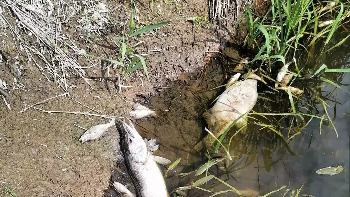     Водопользователи реки Ува обязаны принять меры по недопущению загрязнения. Это результаты внеплановых проверок, ранее инициированных министерством природных ресурсов и охраны окружающей среды Удмуртии.