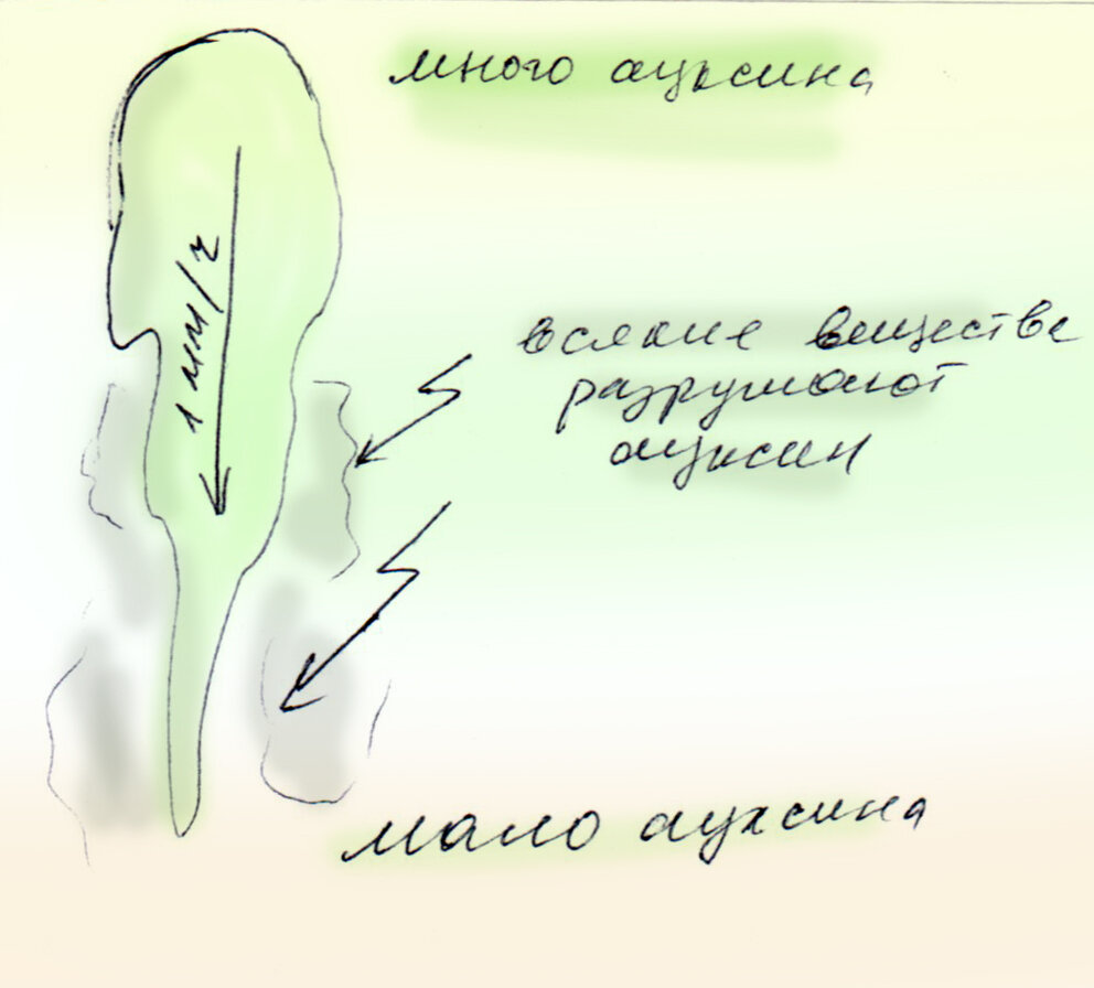 Ауксины сползают сверху вниз, постепенно разрушаясь