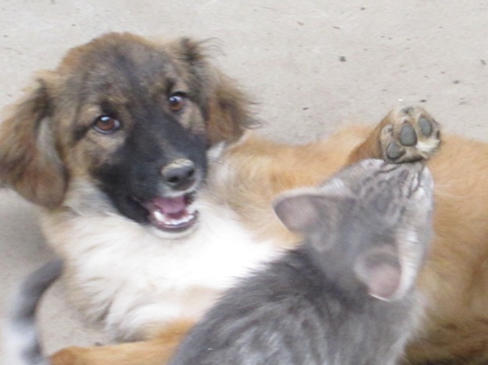 Наши любимцы Филя и Лепс