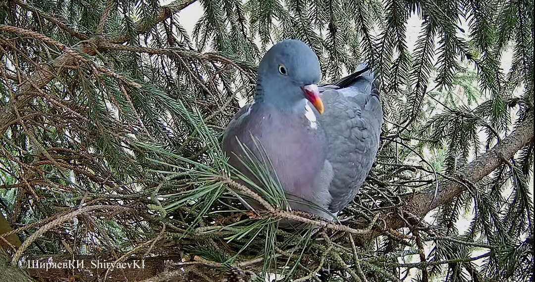 Вяхири строят гнездо. На снимке, вероятно, самка.
