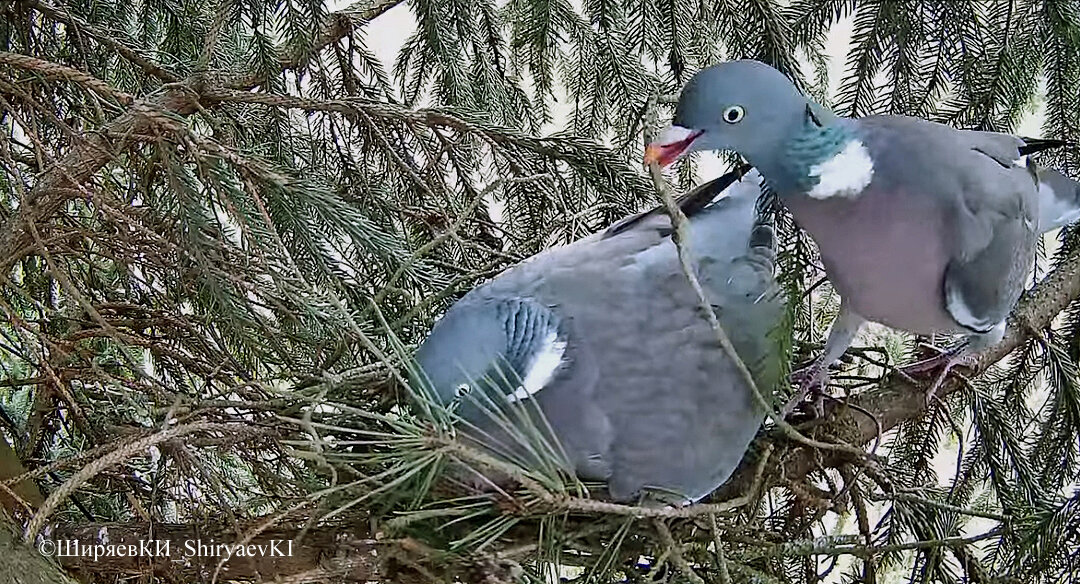Самец приносит веточки