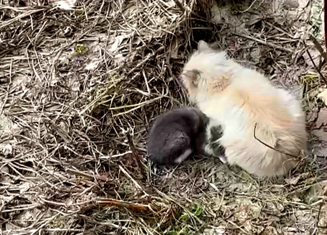  Видео сняла женщина прохожая. Она не могла взять кошку, кошка шипела и не подпускала никого ни к себе, ни к котёнку. Было понятно, что животные оказались здесь впервые. И они не знают что им делать!
