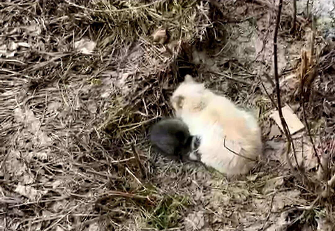  Видео сняла женщина прохожая. Она не могла взять кошку, кошка шипела и не подпускала никого ни к себе, ни к котёнку. Было понятно, что животные оказались здесь впервые. И они не знают что им делать!-2
