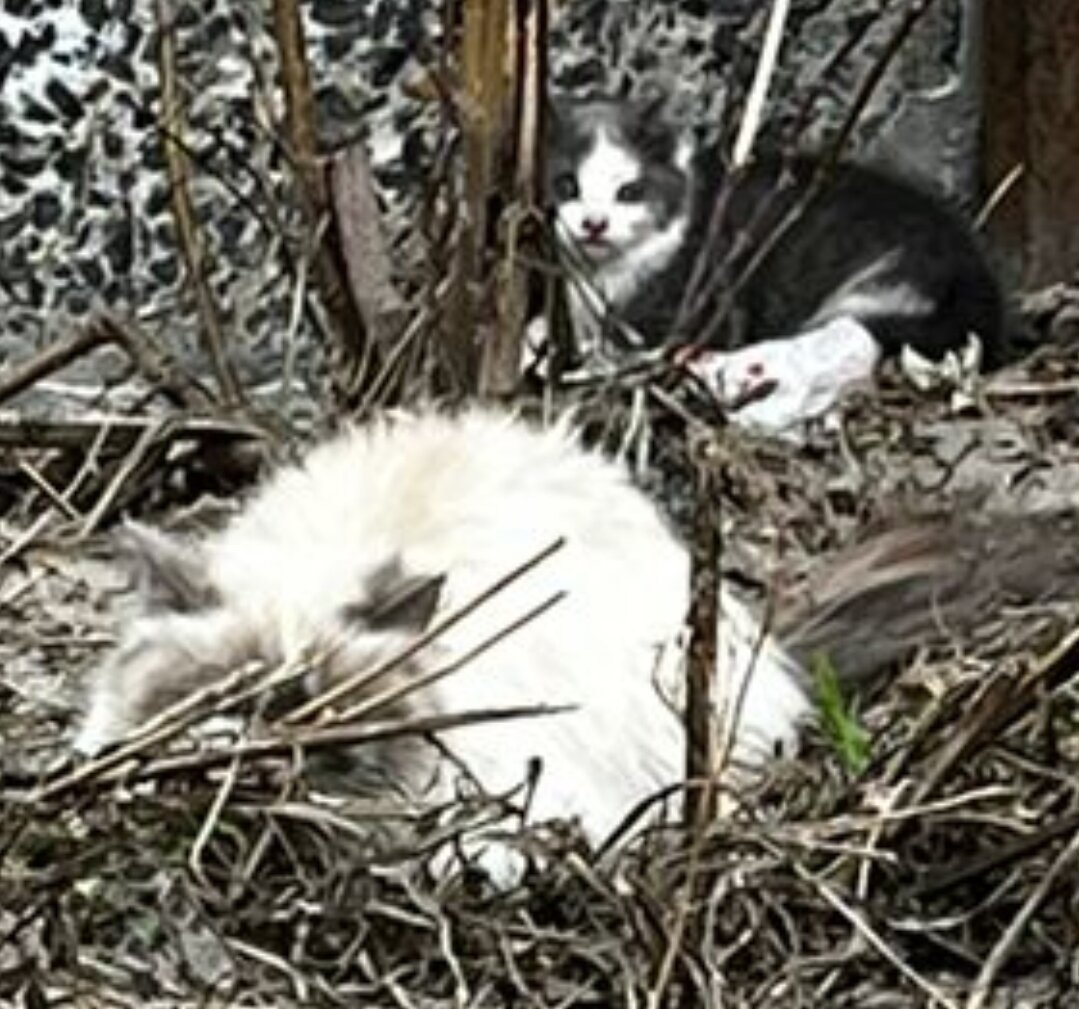  Видео сняла женщина прохожая. Она не могла взять кошку, кошка шипела и не подпускала никого ни к себе, ни к котёнку. Было понятно, что животные оказались здесь впервые. И они не знают что им делать!-3