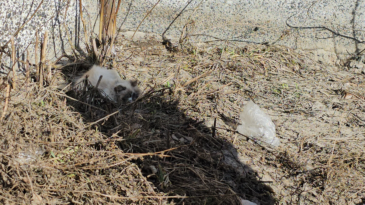  Видео сняла женщина прохожая. Она не могла взять кошку, кошка шипела и не подпускала никого ни к себе, ни к котёнку. Было понятно, что животные оказались здесь впервые. И они не знают что им делать!-5