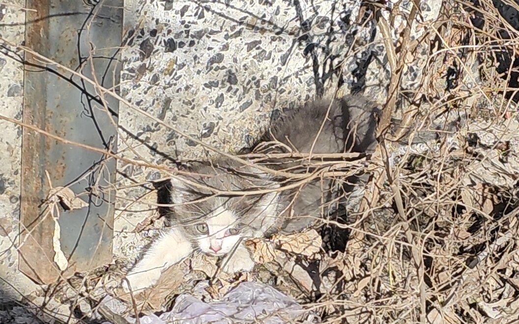  Видео сняла женщина прохожая. Она не могла взять кошку, кошка шипела и не подпускала никого ни к себе, ни к котёнку. Было понятно, что животные оказались здесь впервые. И они не знают что им делать!-6