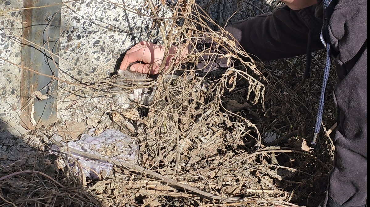  Видео сняла женщина прохожая. Она не могла взять кошку, кошка шипела и не подпускала никого ни к себе, ни к котёнку. Было понятно, что животные оказались здесь впервые. И они не знают что им делать!-7