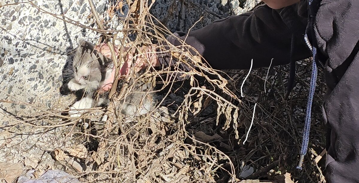  Видео сняла женщина прохожая. Она не могла взять кошку, кошка шипела и не подпускала никого ни к себе, ни к котёнку. Было понятно, что животные оказались здесь впервые. И они не знают что им делать!-9