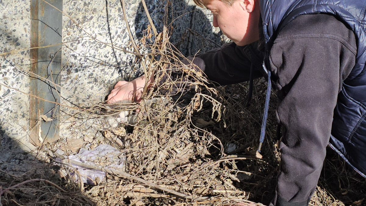  Видео сняла женщина прохожая. Она не могла взять кошку, кошка шипела и не подпускала никого ни к себе, ни к котёнку. Было понятно, что животные оказались здесь впервые. И они не знают что им делать!-8
