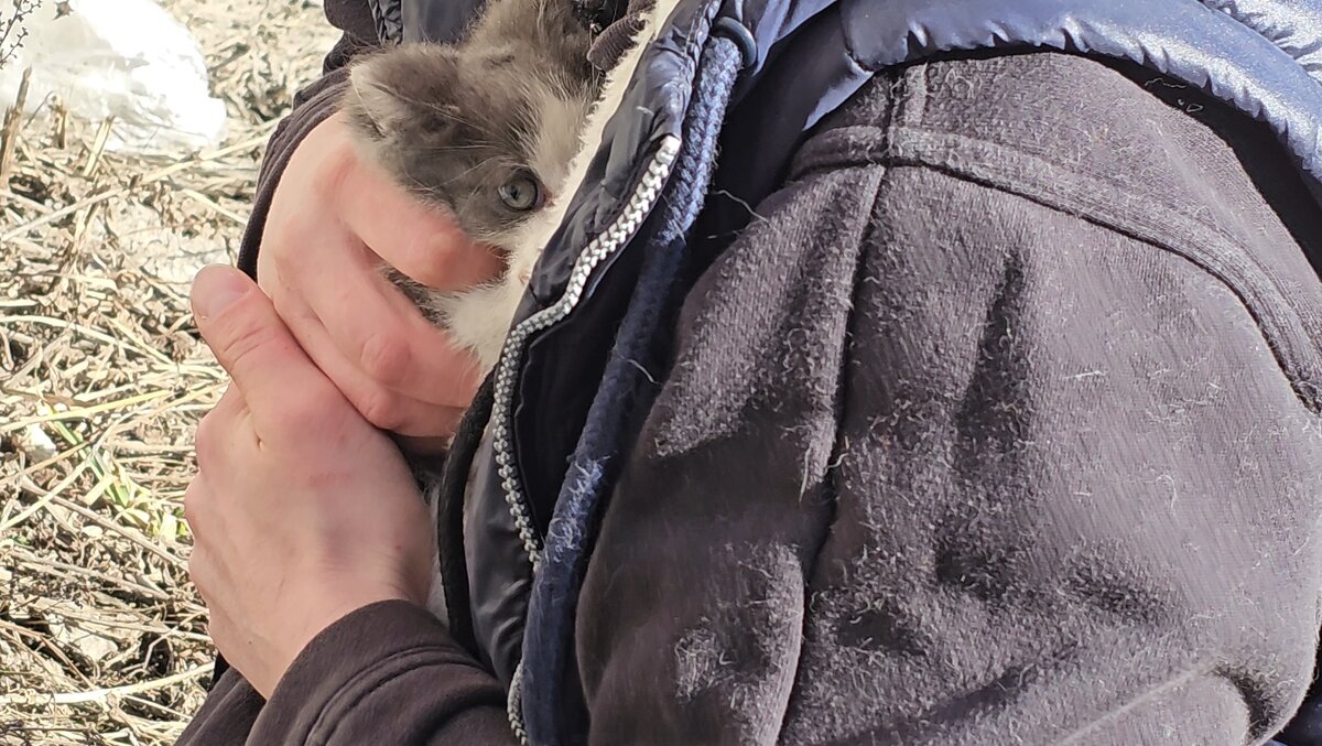  Видео сняла женщина прохожая. Она не могла взять кошку, кошка шипела и не подпускала никого ни к себе, ни к котёнку. Было понятно, что животные оказались здесь впервые. И они не знают что им делать!-10