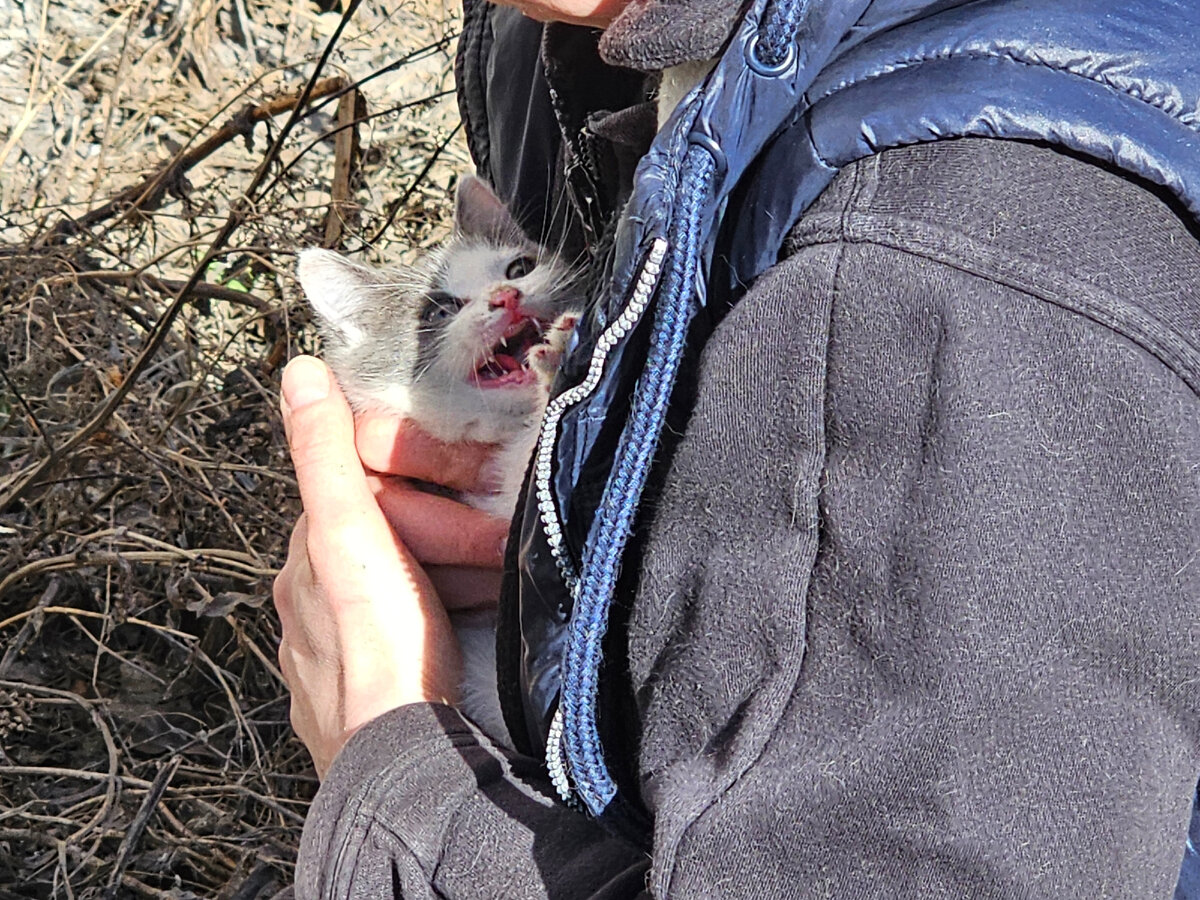  Видео сняла женщина прохожая. Она не могла взять кошку, кошка шипела и не подпускала никого ни к себе, ни к котёнку. Было понятно, что животные оказались здесь впервые. И они не знают что им делать!-12