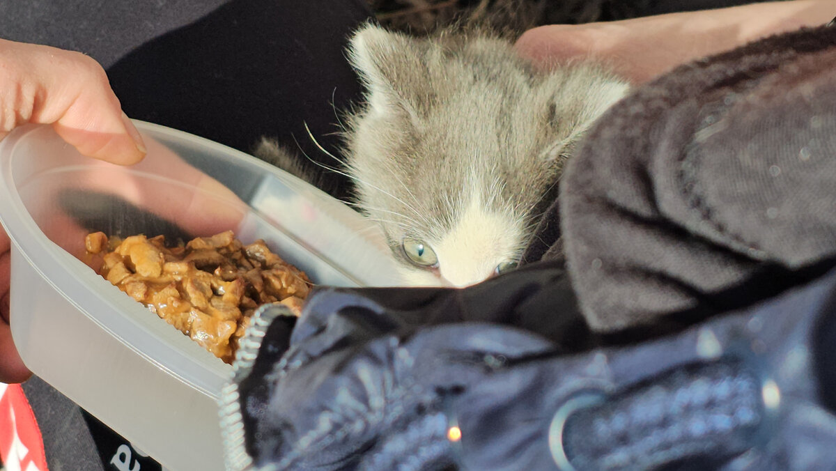  Видео сняла женщина прохожая. Она не могла взять кошку, кошка шипела и не подпускала никого ни к себе, ни к котёнку. Было понятно, что животные оказались здесь впервые. И они не знают что им делать!-14