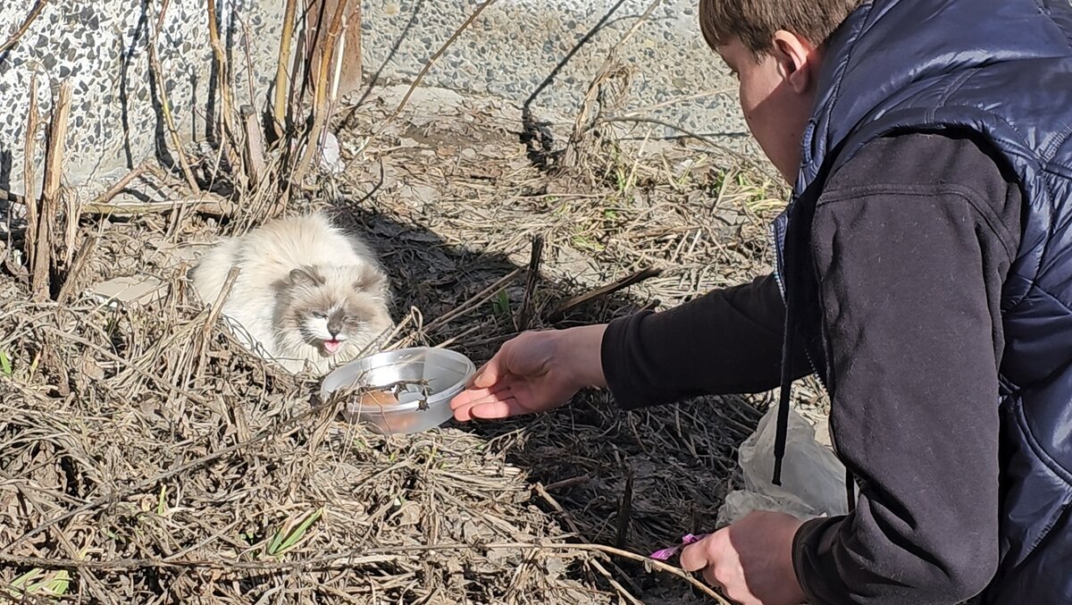  Видео сняла женщина прохожая. Она не могла взять кошку, кошка шипела и не подпускала никого ни к себе, ни к котёнку. Было понятно, что животные оказались здесь впервые. И они не знают что им делать!-16