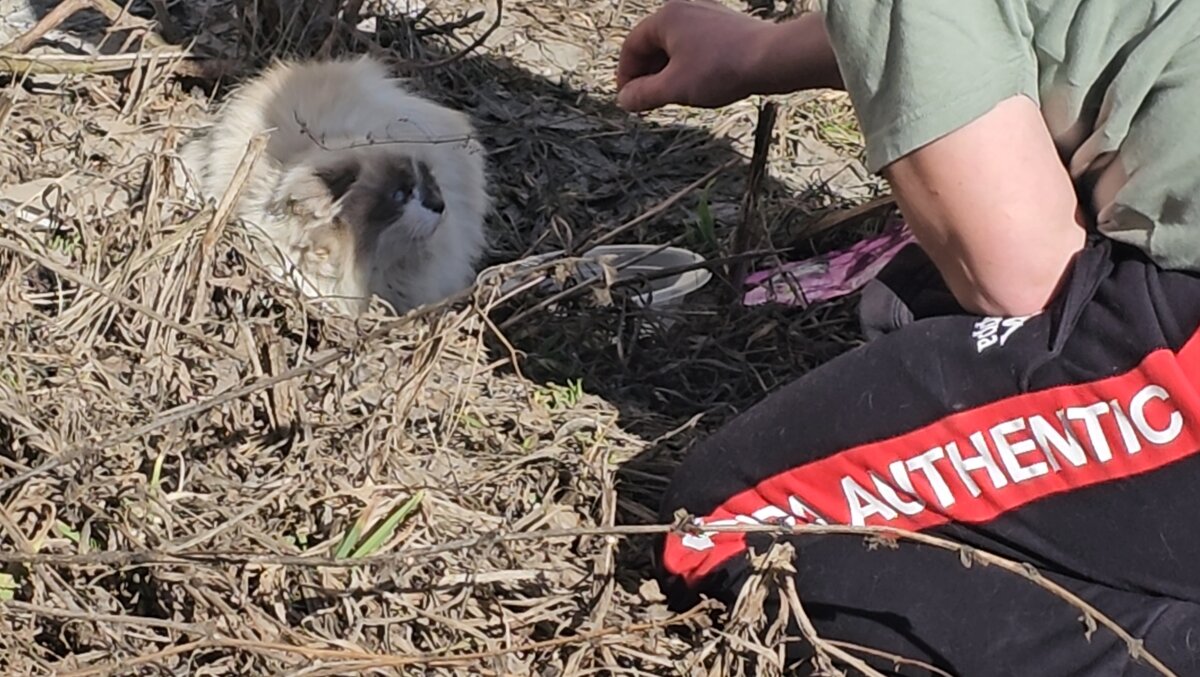  Видео сняла женщина прохожая. Она не могла взять кошку, кошка шипела и не подпускала никого ни к себе, ни к котёнку. Было понятно, что животные оказались здесь впервые. И они не знают что им делать!-17