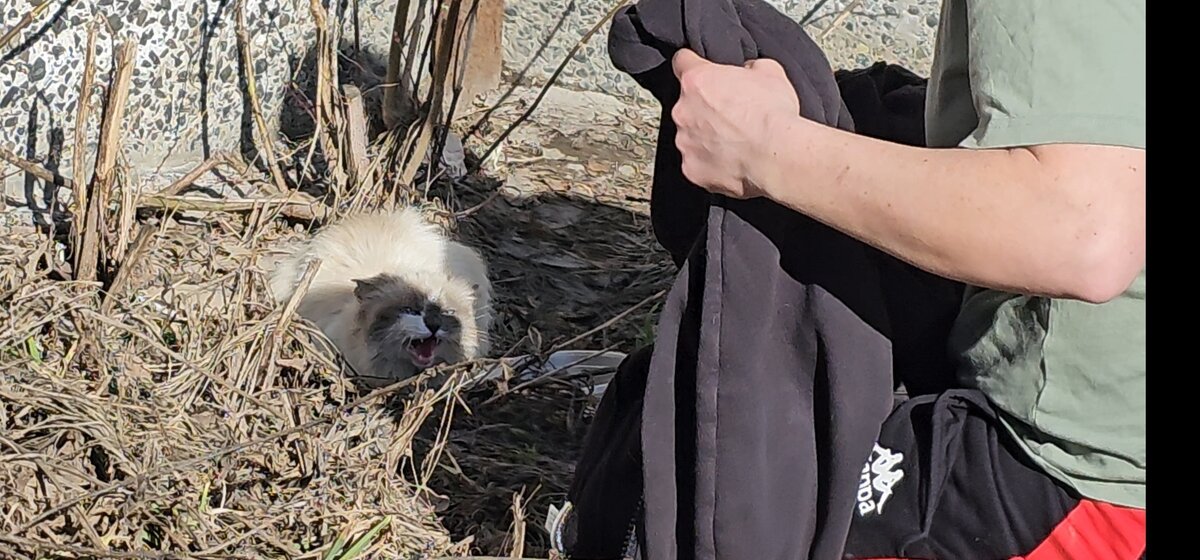  Видео сняла женщина прохожая. Она не могла взять кошку, кошка шипела и не подпускала никого ни к себе, ни к котёнку. Было понятно, что животные оказались здесь впервые. И они не знают что им делать!-19