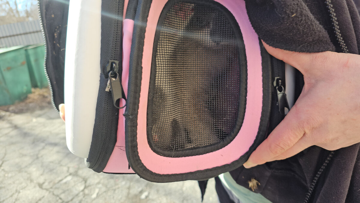  Видео сняла женщина прохожая. Она не могла взять кошку, кошка шипела и не подпускала никого ни к себе, ни к котёнку. Было понятно, что животные оказались здесь впервые. И они не знают что им делать!-20