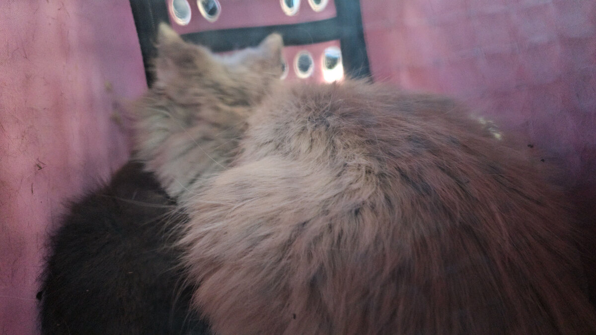  Видео сняла женщина прохожая. Она не могла взять кошку, кошка шипела и не подпускала никого ни к себе, ни к котёнку. Было понятно, что животные оказались здесь впервые. И они не знают что им делать!-21