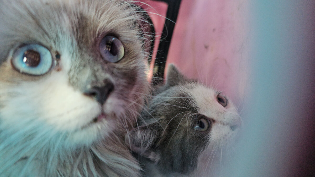  Видео сняла женщина прохожая. Она не могла взять кошку, кошка шипела и не подпускала никого ни к себе, ни к котёнку. Было понятно, что животные оказались здесь впервые. И они не знают что им делать!-24