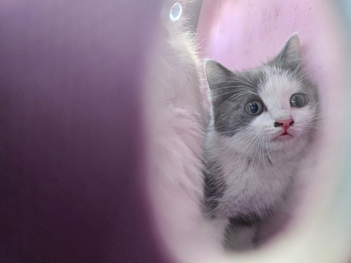  Видео сняла женщина прохожая. Она не могла взять кошку, кошка шипела и не подпускала никого ни к себе, ни к котёнку. Было понятно, что животные оказались здесь впервые. И они не знают что им делать!-22