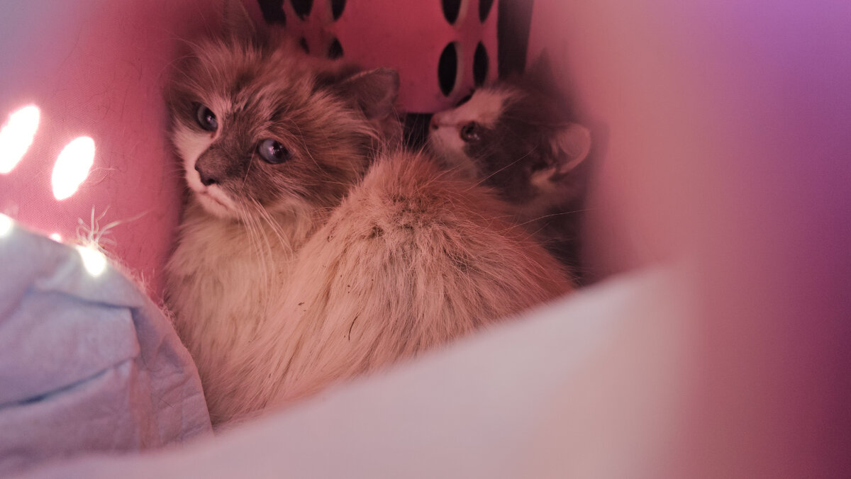  Видео сняла женщина прохожая. Она не могла взять кошку, кошка шипела и не подпускала никого ни к себе, ни к котёнку. Было понятно, что животные оказались здесь впервые. И они не знают что им делать!-23