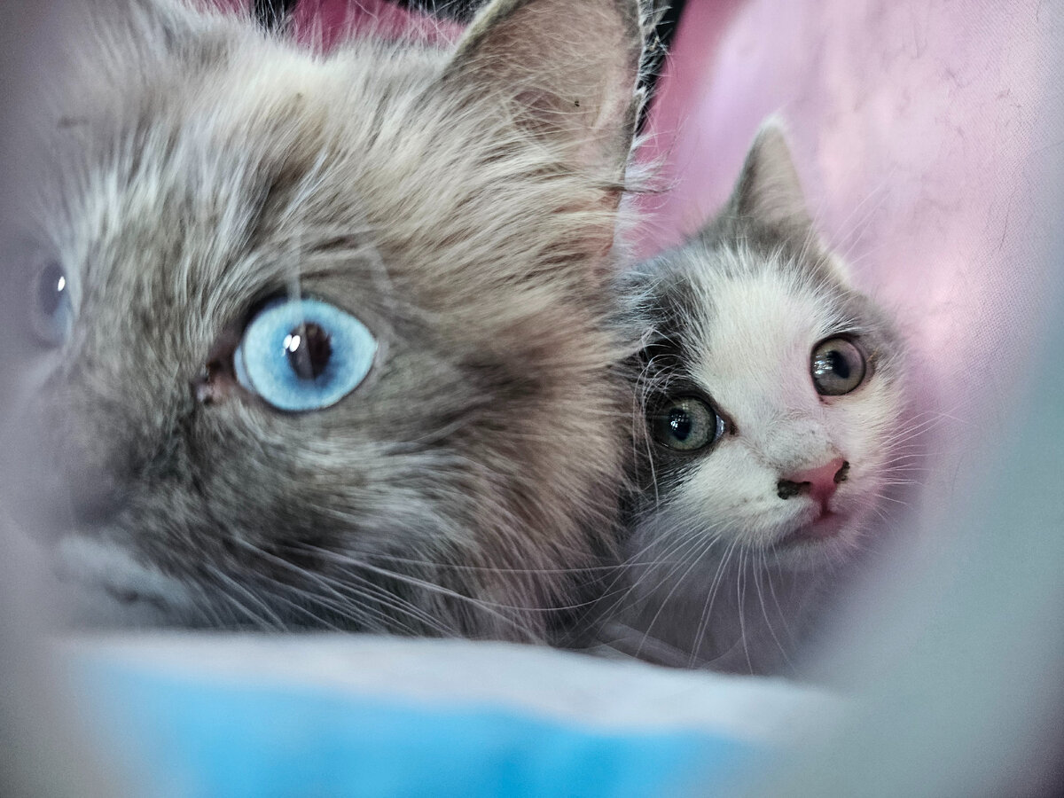  Видео сняла женщина прохожая. Она не могла взять кошку, кошка шипела и не подпускала никого ни к себе, ни к котёнку. Было понятно, что животные оказались здесь впервые. И они не знают что им делать!-25