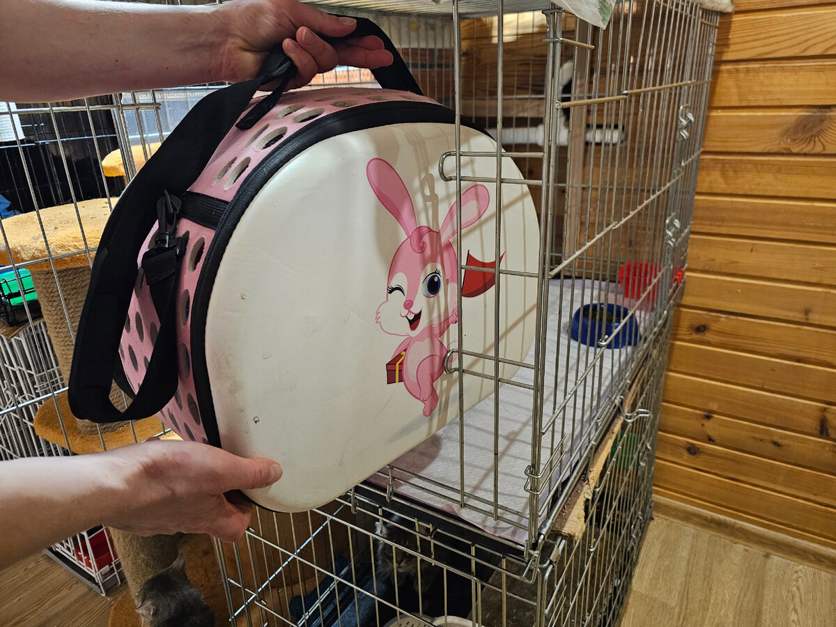  Видео сняла женщина прохожая. Она не могла взять кошку, кошка шипела и не подпускала никого ни к себе, ни к котёнку. Было понятно, что животные оказались здесь впервые. И они не знают что им делать!-26