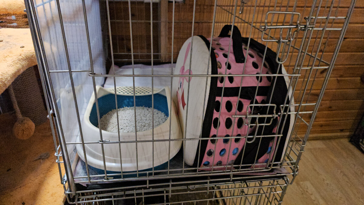  Видео сняла женщина прохожая. Она не могла взять кошку, кошка шипела и не подпускала никого ни к себе, ни к котёнку. Было понятно, что животные оказались здесь впервые. И они не знают что им делать!-27