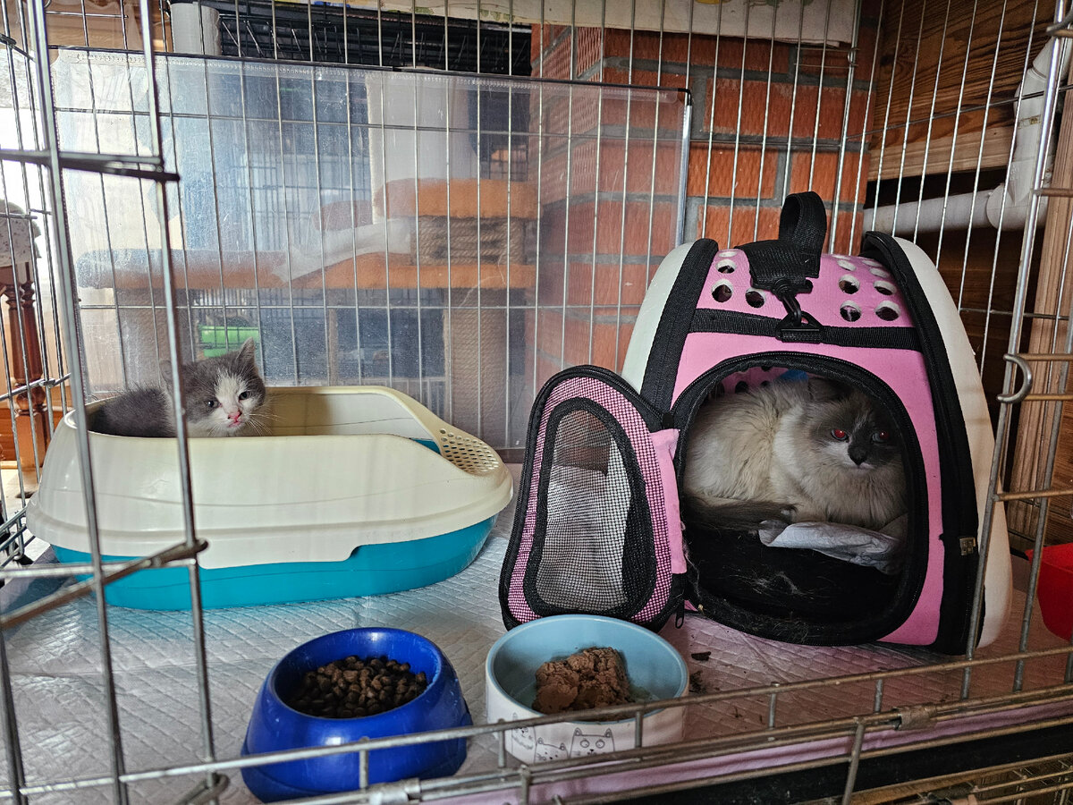  Видео сняла женщина прохожая. Она не могла взять кошку, кошка шипела и не подпускала никого ни к себе, ни к котёнку. Было понятно, что животные оказались здесь впервые. И они не знают что им делать!-29