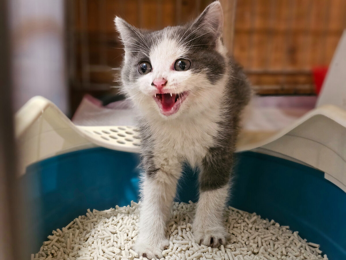  Видео сняла женщина прохожая. Она не могла взять кошку, кошка шипела и не подпускала никого ни к себе, ни к котёнку. Было понятно, что животные оказались здесь впервые. И они не знают что им делать!-31