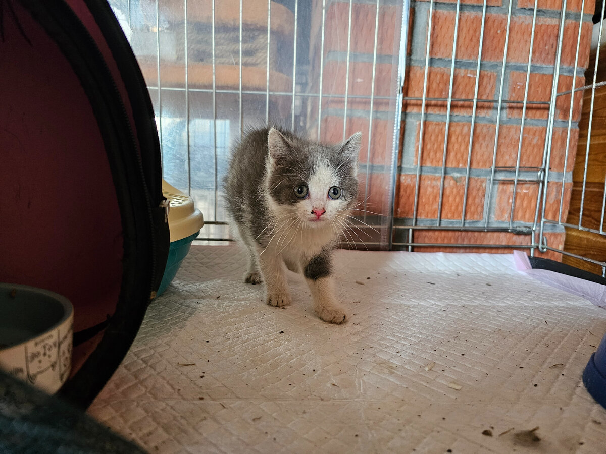  Видео сняла женщина прохожая. Она не могла взять кошку, кошка шипела и не подпускала никого ни к себе, ни к котёнку. Было понятно, что животные оказались здесь впервые. И они не знают что им делать!-30