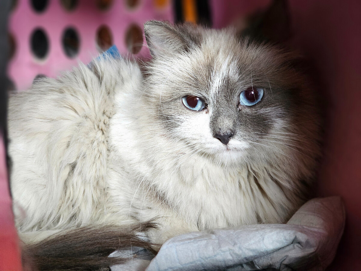  Видео сняла женщина прохожая. Она не могла взять кошку, кошка шипела и не подпускала никого ни к себе, ни к котёнку. Было понятно, что животные оказались здесь впервые. И они не знают что им делать!-33