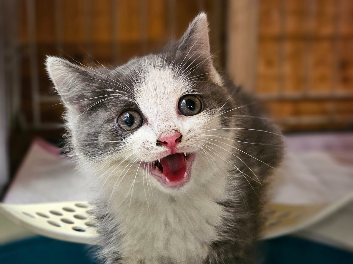  Видео сняла женщина прохожая. Она не могла взять кошку, кошка шипела и не подпускала никого ни к себе, ни к котёнку. Было понятно, что животные оказались здесь впервые. И они не знают что им делать!-32