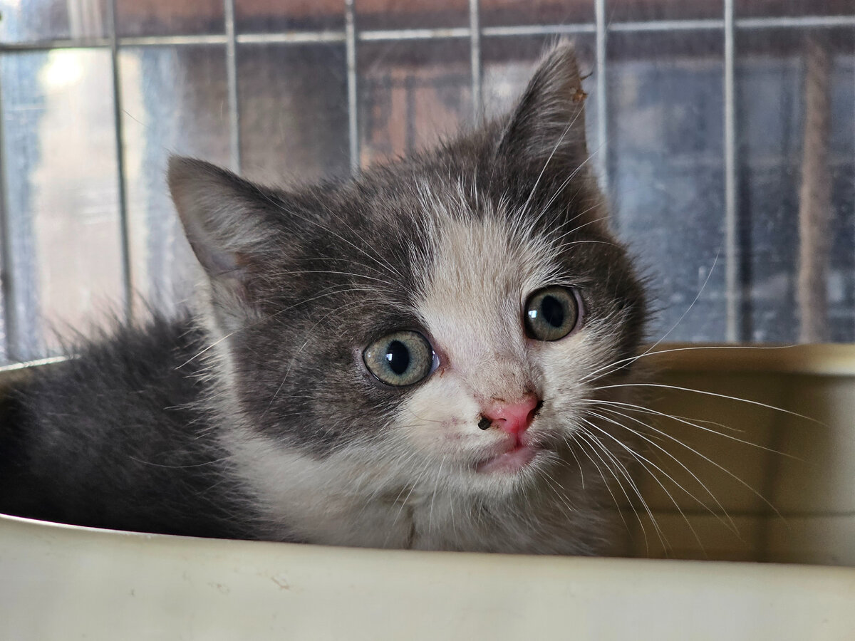  Видео сняла женщина прохожая. Она не могла взять кошку, кошка шипела и не подпускала никого ни к себе, ни к котёнку. Было понятно, что животные оказались здесь впервые. И они не знают что им делать!-35