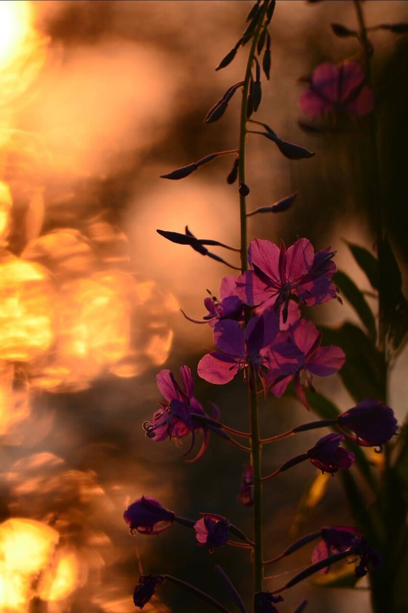  «Иван-чай» – конкурсное фото