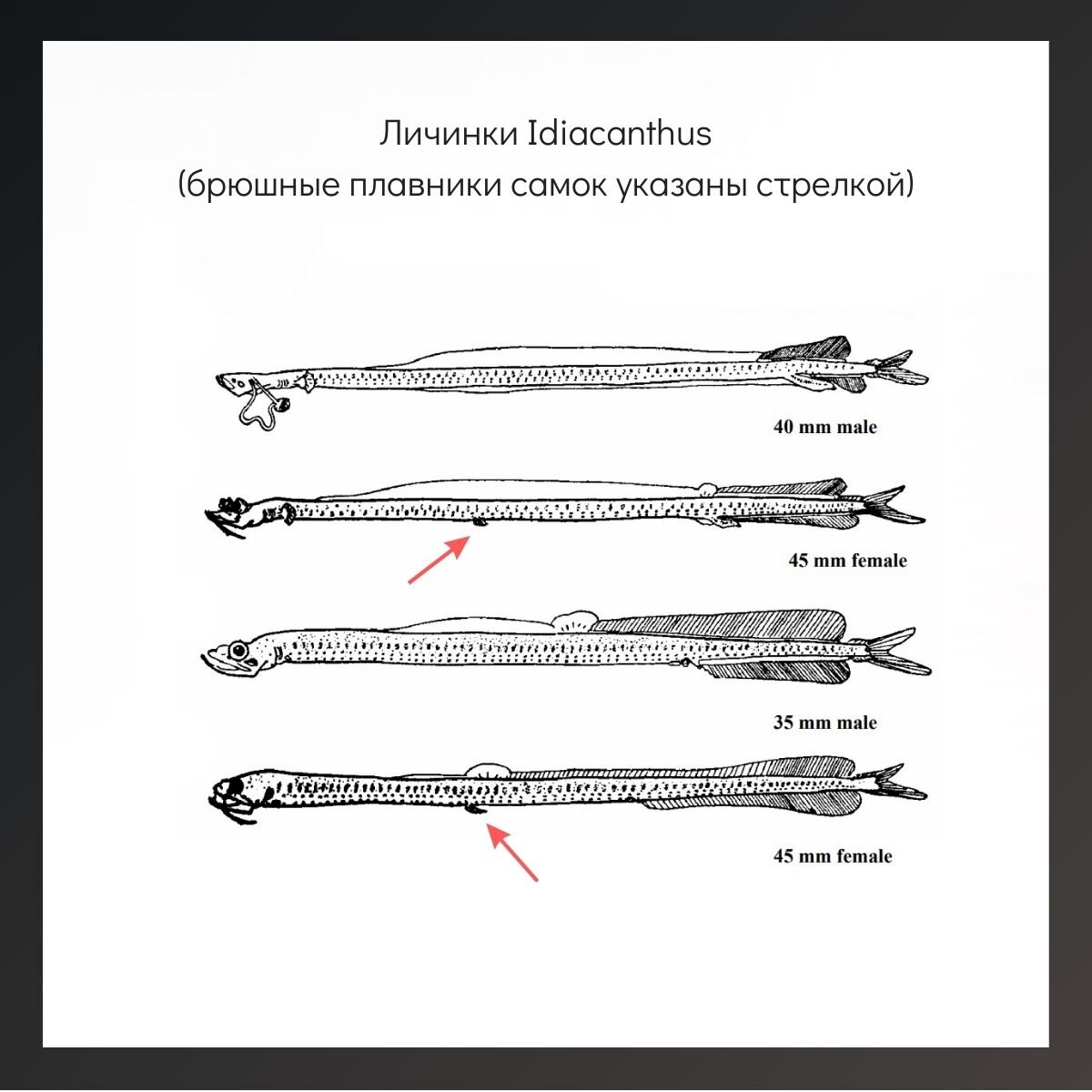 Рыбы рода Idiacanthus и их личинки | Занимательная ихтиология | Дзен