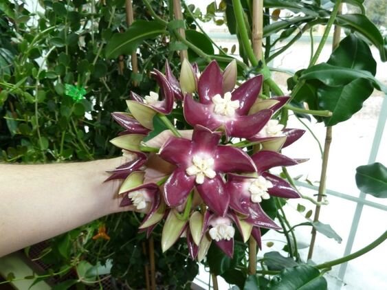 Красотка с огромными цветами - hoya imperialis. Фото: pinterest.com