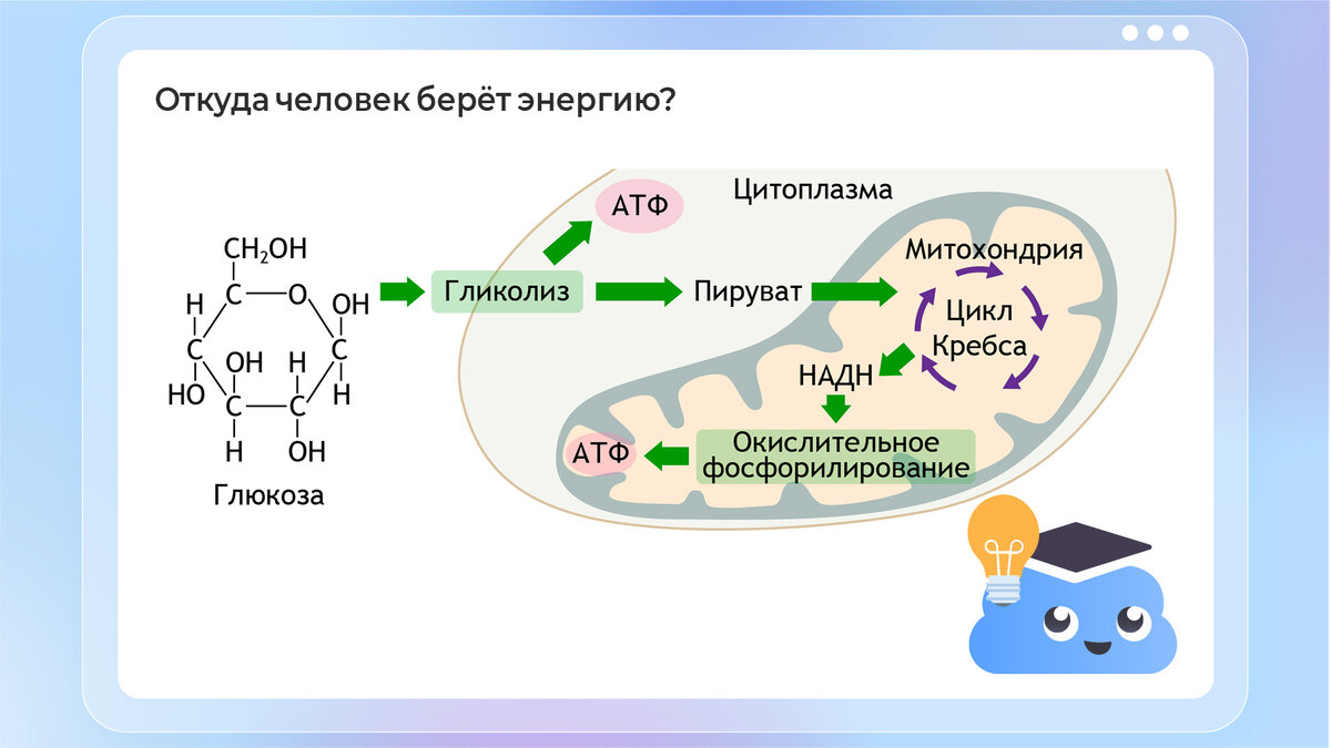 Как в движении заводной игрушки участвуют фотосинтез и термоядерные реакции  на Солнце? | Облако знаний | Дзен