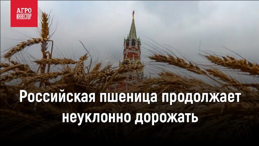 Российская пшеница продолжает неуклонно дорожать