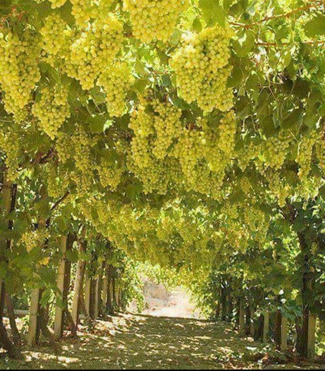 Фото от growingfruit.org