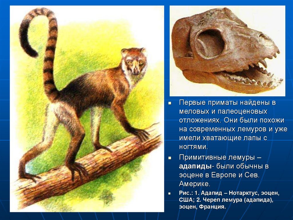 Вымерший примат с дипломатическим названием. Первые приматы. Период появления первых приматов. Первый примитивный примат. Предки приматов.