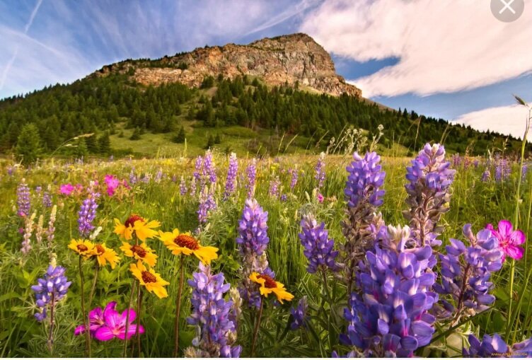Вот такое здесь разнотравье. Всё фото из открытых источников. 