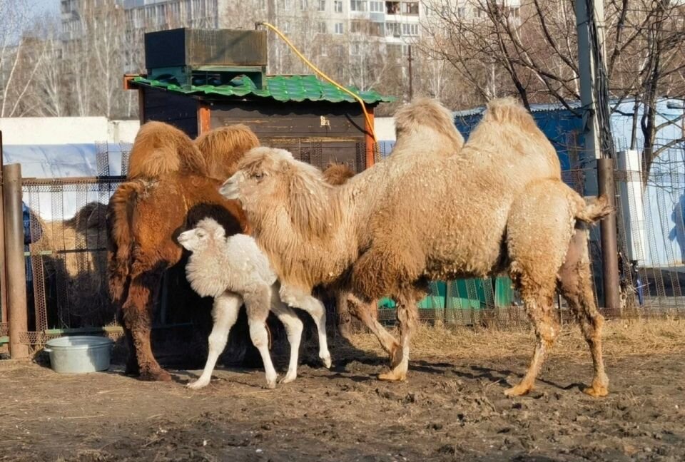    Верблюды на прогулке. Источник: vk.com/zoo_22