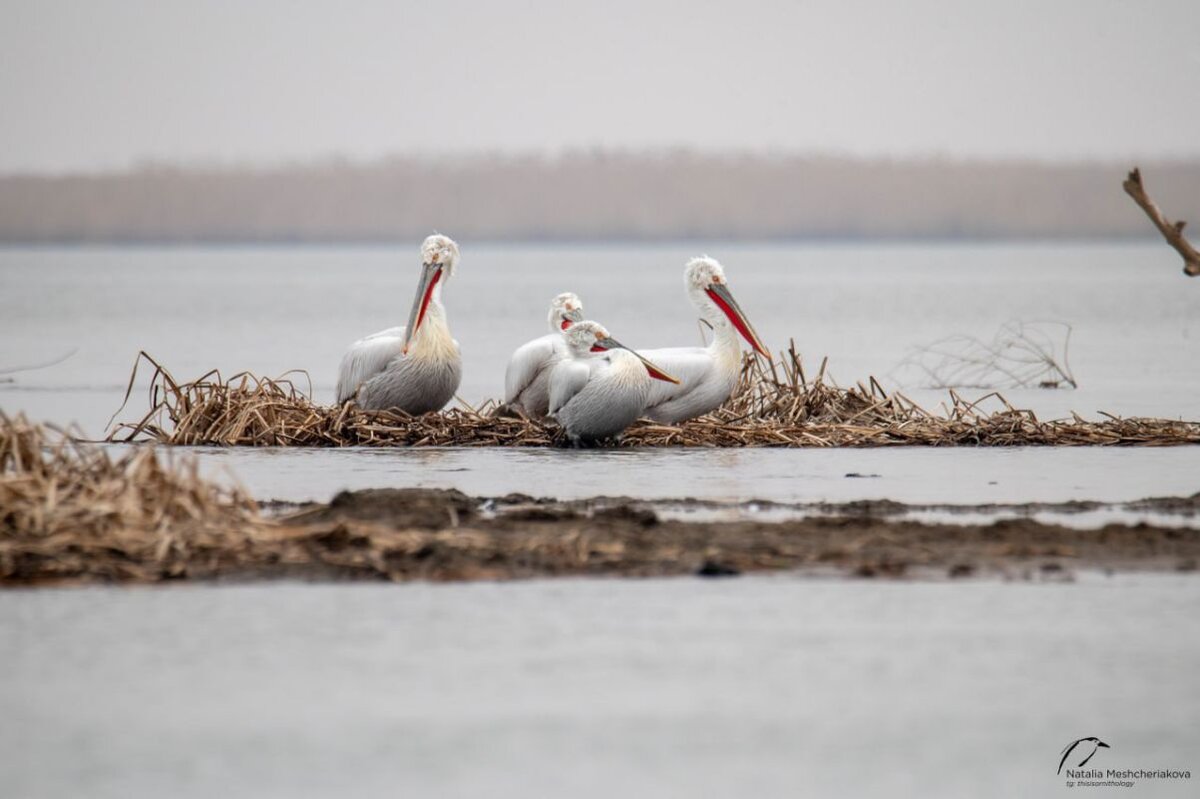 Фото: Астраханский биосферный заповедник