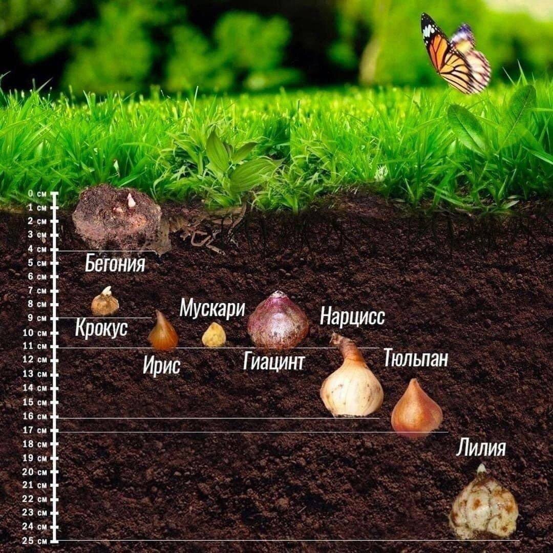 Глубина посадки некоторых луковичных цветов на участке:
⠀
• Бегония – 4 см
• Крокус – 9 см
• Мускари – 11 см
• Ирис – 11 см⠀⠀
• Нарцисс – 11 см⠀
• Гиацинт – 11 см⠀
• Тюльпан – 17 см⠀
• Лилия – 25 см⠀

Удобная шпаргалка для вас📝
