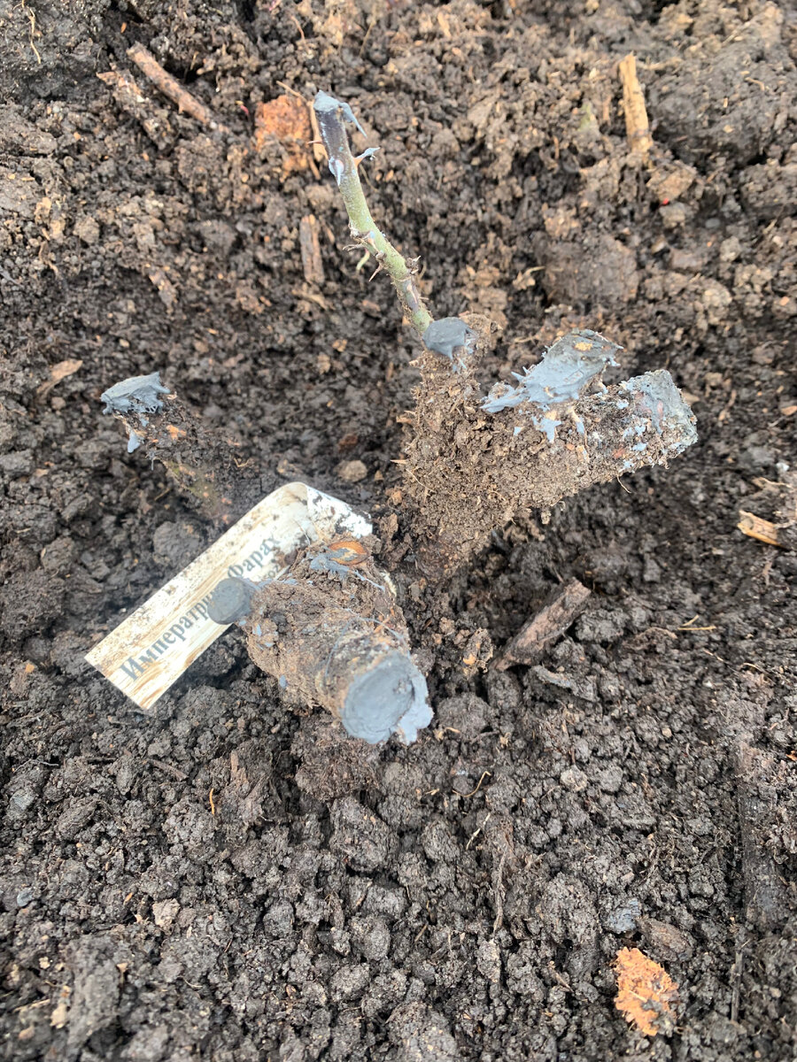 роза Императрица Фарах, все фото автора