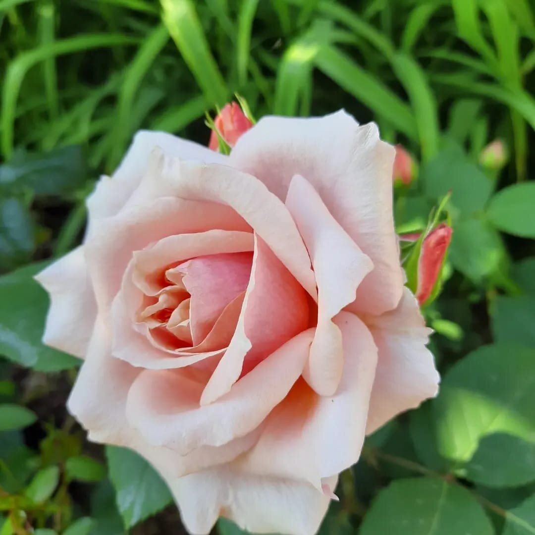 Роза Поль Бокюз, фото из дружественного сада