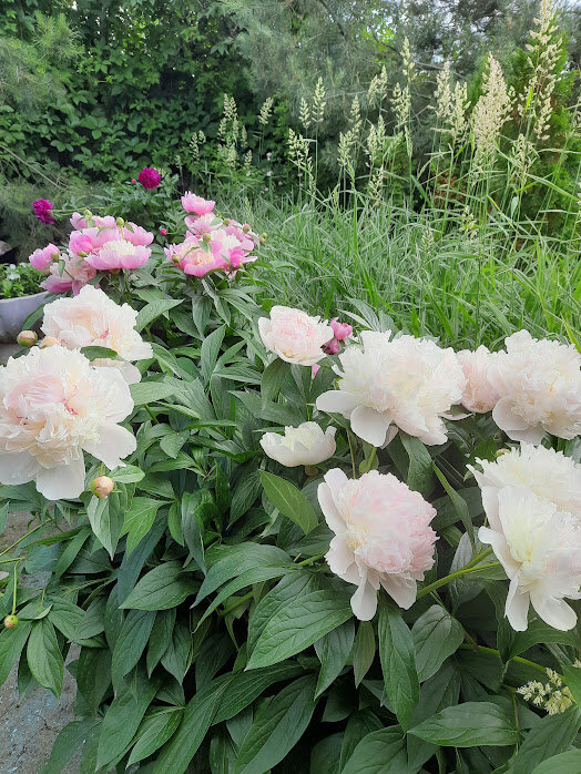  белый пион -«Памяти Гагарина»