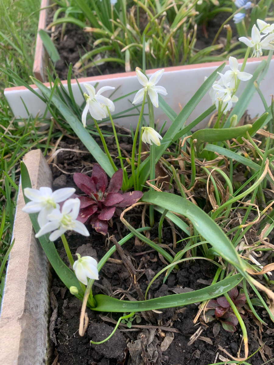 Сцилла, фото автора