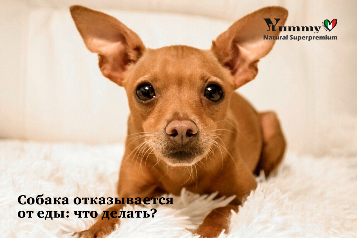 Сухой суперпремиум корм Yummy Linea